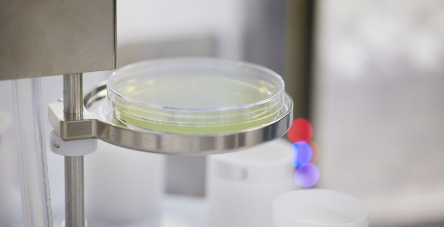 Close up of green agar plate being used for environmental monitoring in an ISO 7 manufacturing facility