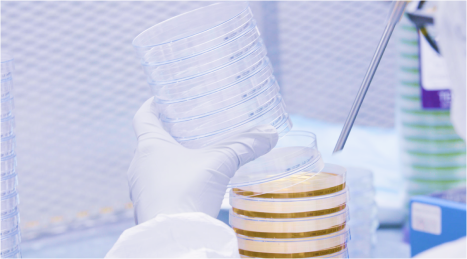 Agar plates being manually filled