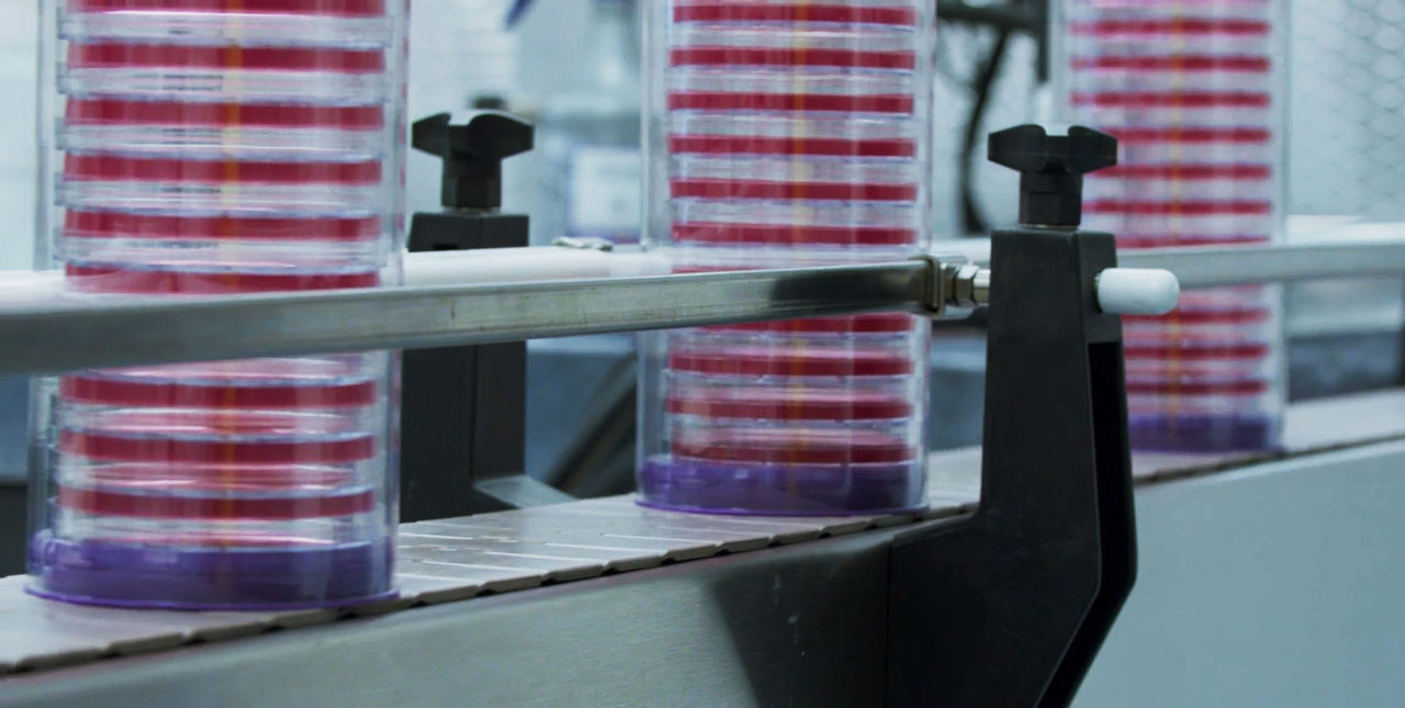 Sleeves of pink agar plates on conveyor belt in ISO certified manufacturing facility