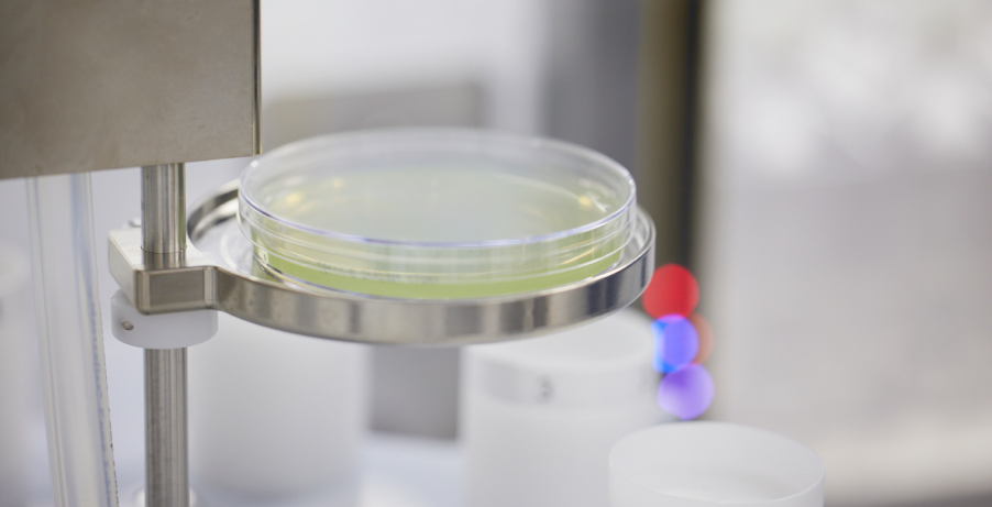 Close up of green agar plate being used for environmental monitoring in an ISO 7 manufacturing facility