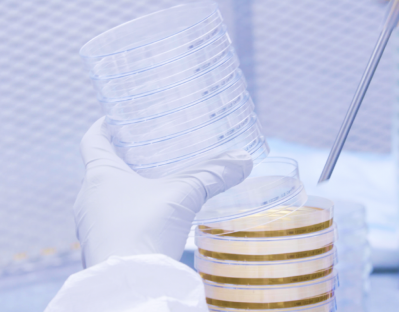 Agar plates being manually filled in ISO cleanroom